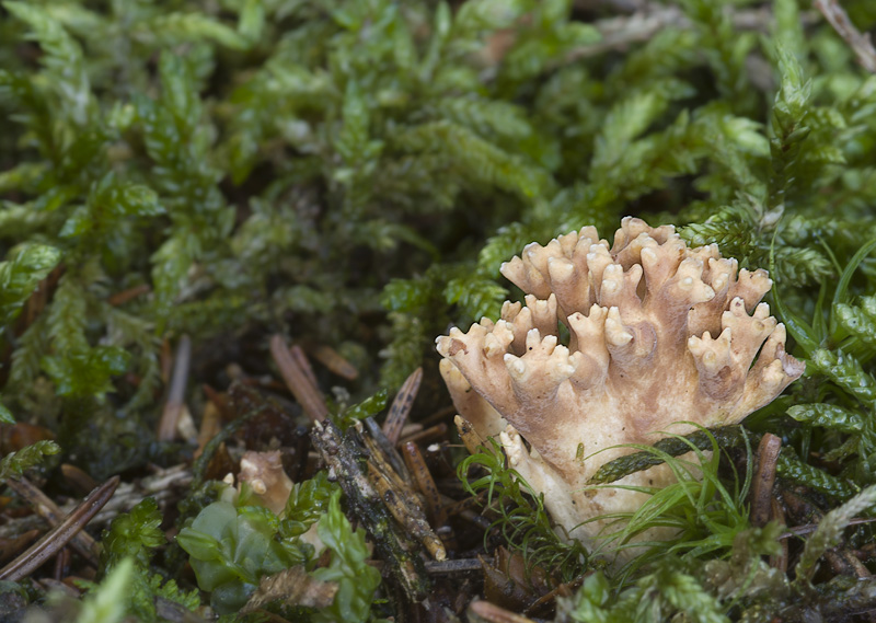 Ramaria testaceoflava